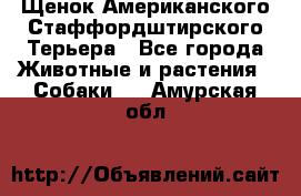 Щенок Американского Стаффордштирского Терьера - Все города Животные и растения » Собаки   . Амурская обл.